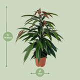 Ficus Binnendijkii 'Amstel King'