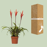 Vriesea Elan Toef