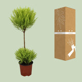 Cupressus Goldcrest Wilma