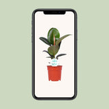 Ficus Elastica Robusta