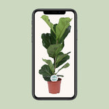 Ficus Lyrata