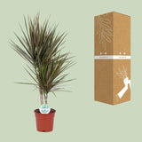 Dracaena Bicolor