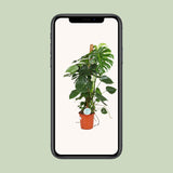 Monstera Deliciosa