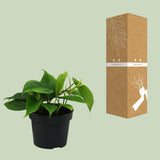 Philodendron Scandens