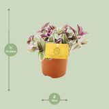 Tradescantia Sweetness