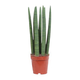 Sansevieria Straight