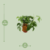 Monstera Minima