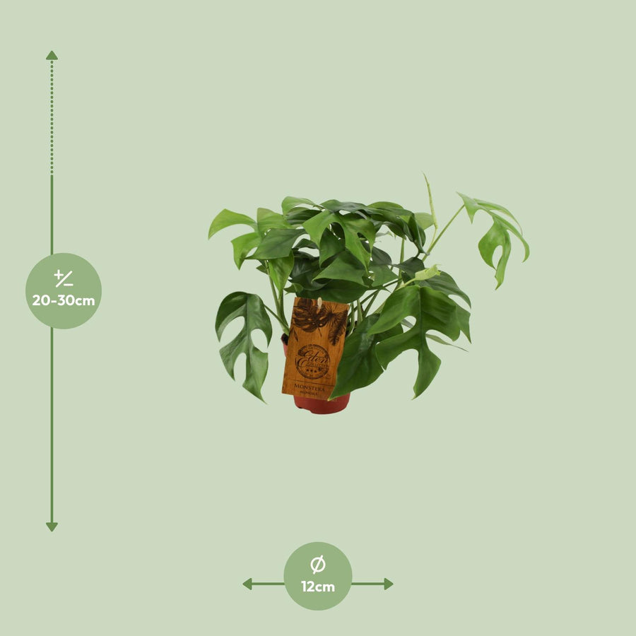 Monstera Minima