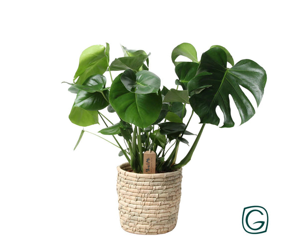 Monstera In Basket Palmleaf