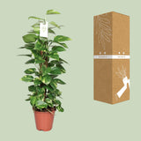 Epipremnum Pinnatum Mosstok Scindapsus