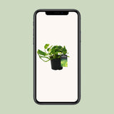 Scindapsus (Epipremnum) N'joy Gold