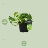 Scindapsus (Epipremnum) N'joy Gold