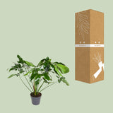 Philodendron Green Wonder