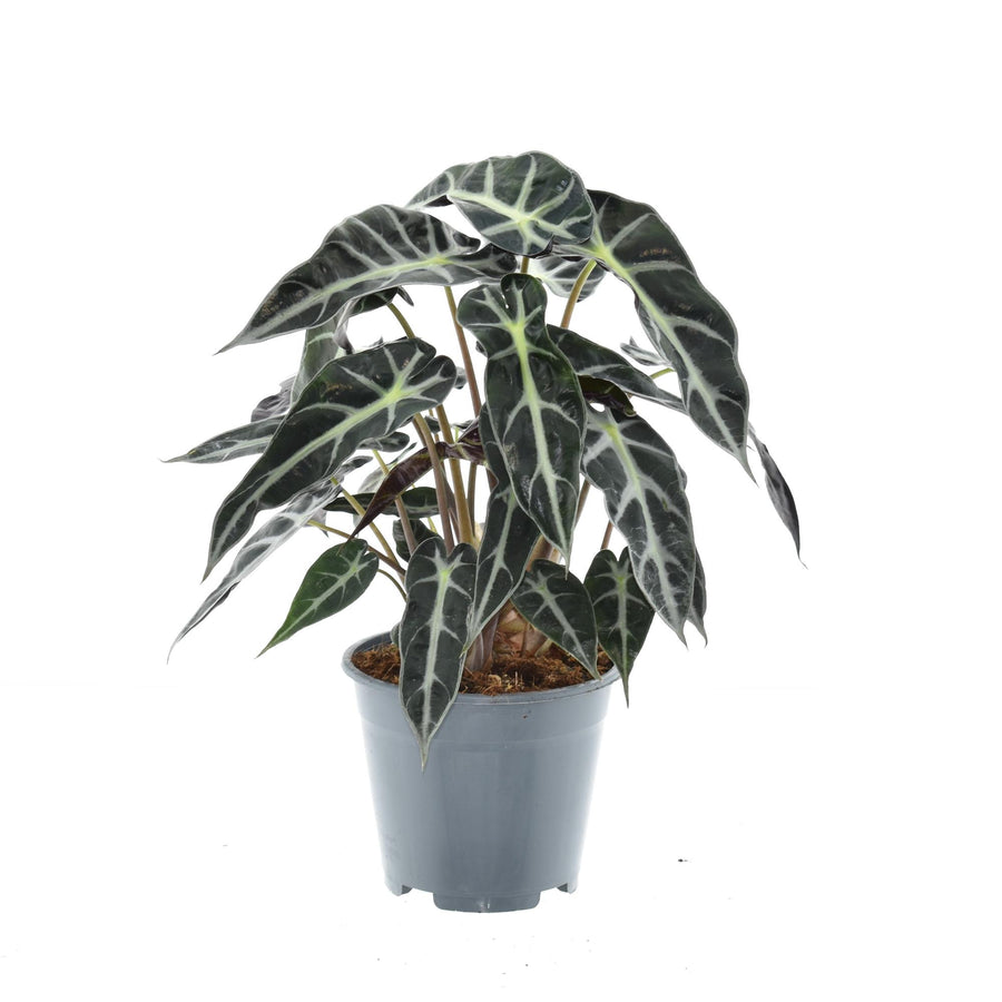 Alocasia Bambino Arrow
