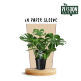 Monstera Deliciosa