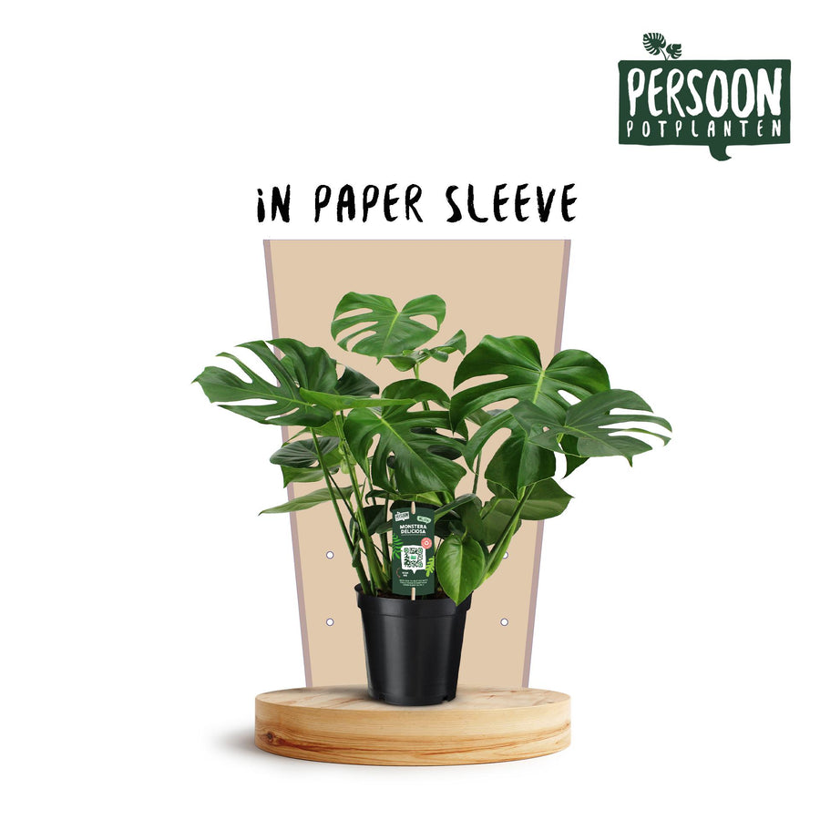Monstera Deliciosa
