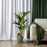 Howea Forsteriana