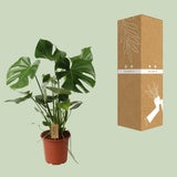 Monstera Deliciosa