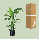 Strelitzia Nicolai