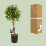 Ficus Benjamina Exotica