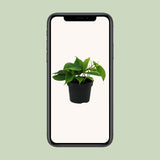Philodendron Scandens