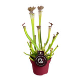 Sarracenia Farnhamii