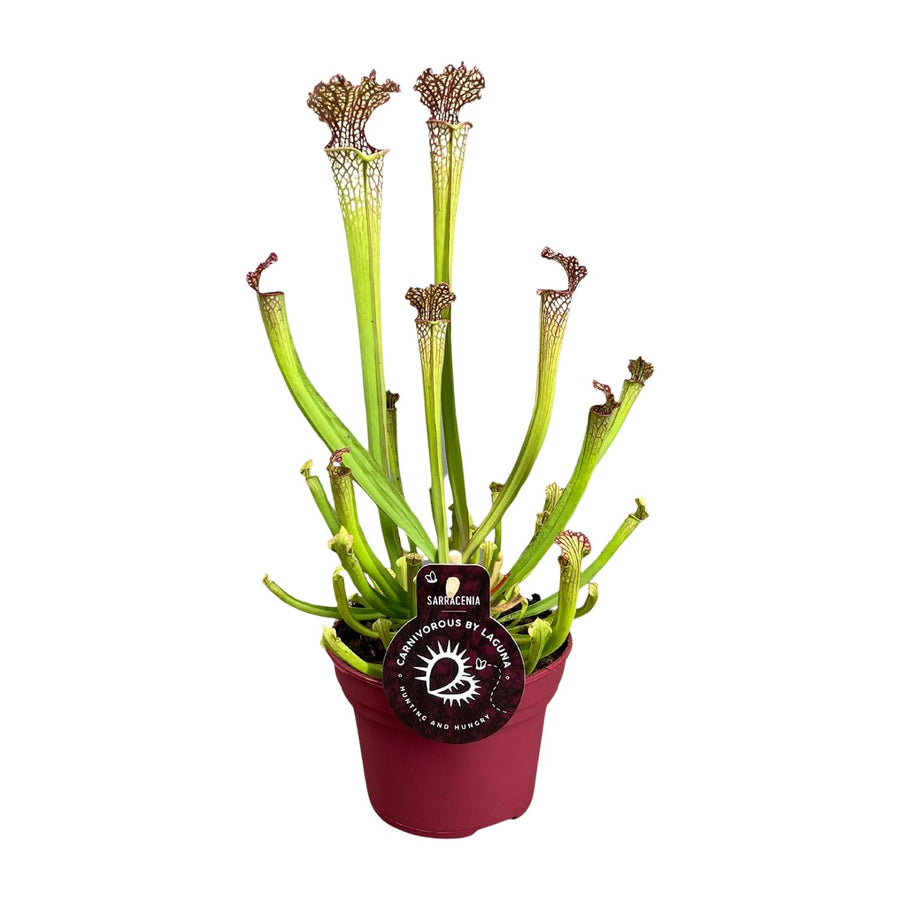Sarracenia Farnhamii