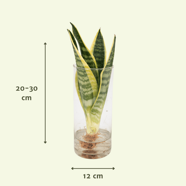 Sanseviera in Cylinder glas