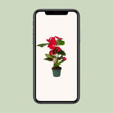 Anthurium Red