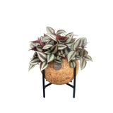 Kokodama Tradescantia zebrina op metalen standaard - Ø15 cm