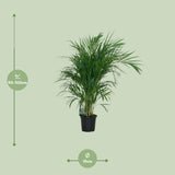 Dypsis Lutescens