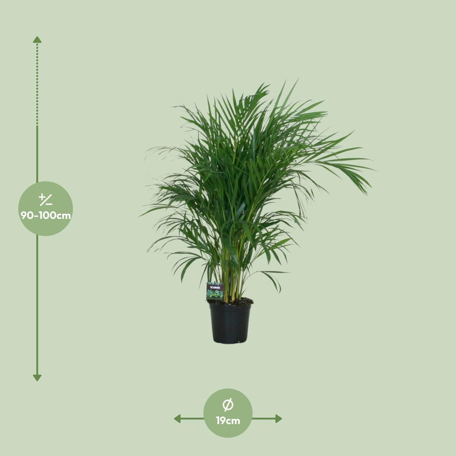 Dypsis Lutescens