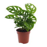 Monstera Monkey Leaf (Gatenplant)
