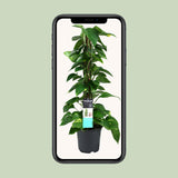 Scindapsus (Epipremnum)