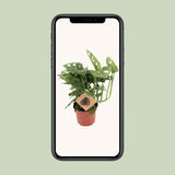 Monstera Monkey