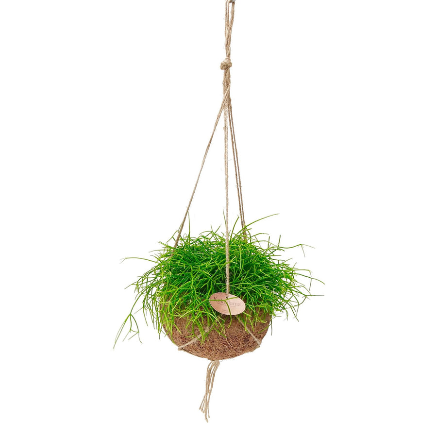 Kokodama Rhipsalis oasis hangend - Ø15 cm