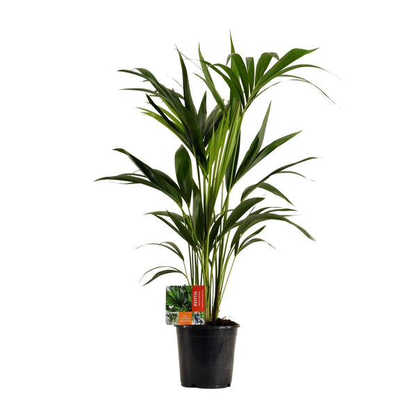 Howea Forsteriana