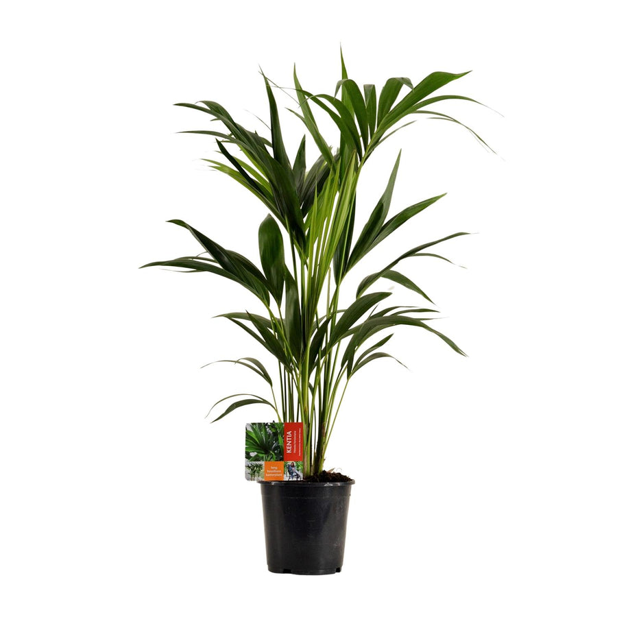 Howea Forsteriana