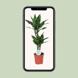 Dracaena Janet Lind