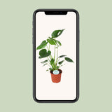 Monstera Deliciosa