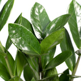 Zamioculas