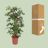 Philodendron Pedatum