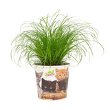 Cyperus Zumula - Beker Pet Candy Kat