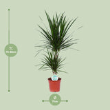 Dracaena Marginata