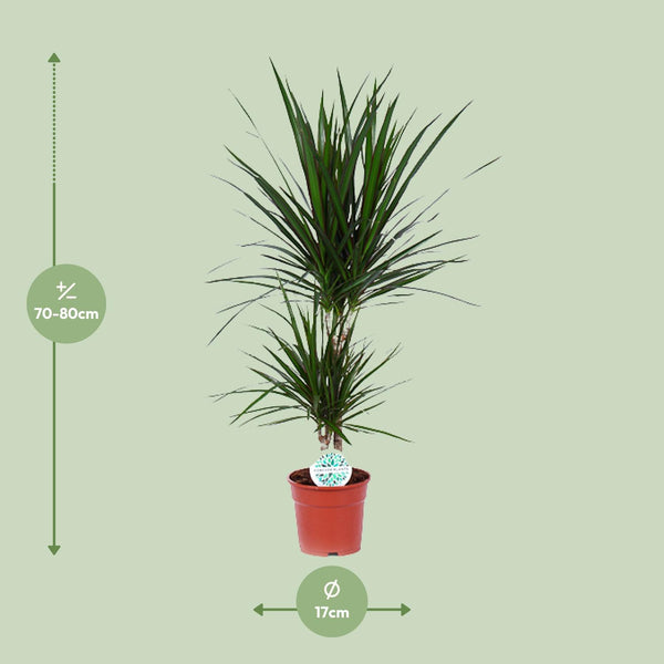 Dracaena Marginata