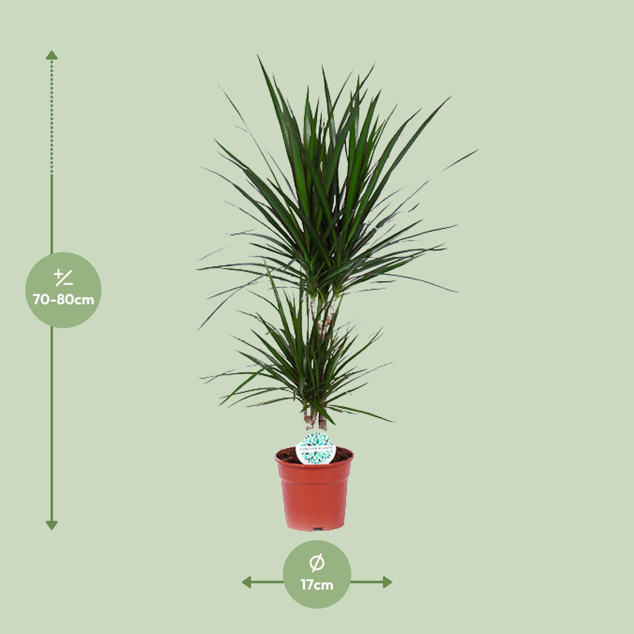 Dracaena Marginata
