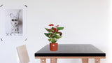 Anthurium Calon In Transparant Sleeve