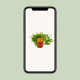 Peperomia Ang. Rocca Vivace