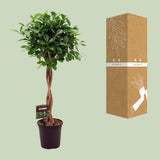 Ficus Micr. Moclame