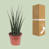 Sansevieria Fernwood Mikado